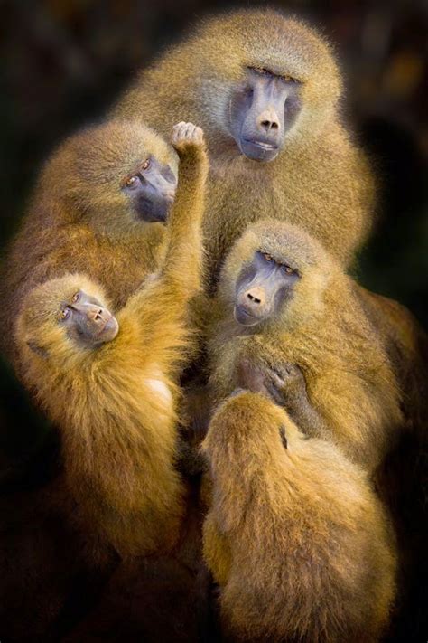 animales imagenes: BABUINO