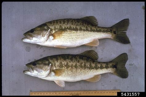 Spotted Bass Micropterus Punctulatus