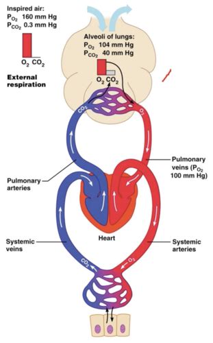 Ch 22 Respiratory System Respiration And Oxyhemoglobin Dissociation