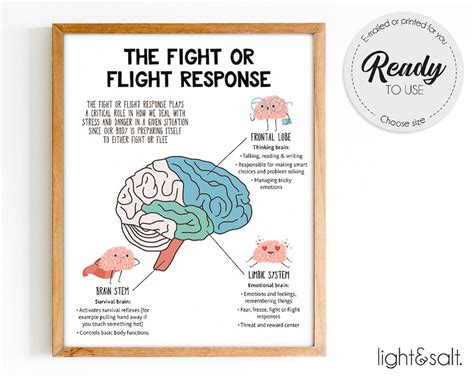 The Fight Or Flight Response To The Brain Brain Anatomy Etsy Uk