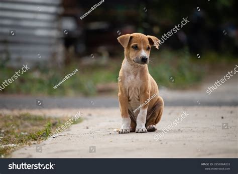 Cutest Brown Puppy