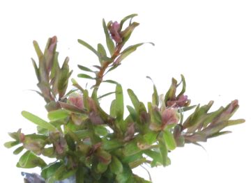 Rotala H Ra In Vitro Cup Junai Nl