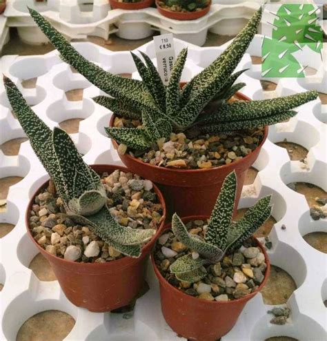 Gasteria Verrucosa Uhlig Kakteen Ber Verschiedene Arten