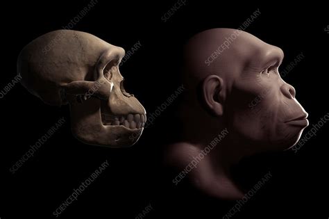 homo habilis skull cast