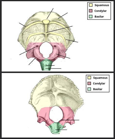 Occipital Bone Diagram | Quizlet