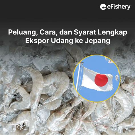 Peluang Cara Dan Syarat Lengkap Ekspor Udang Ke Jepang