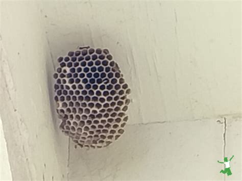 Easy Wasp Nest Removal No Harm Healthy Home Economist