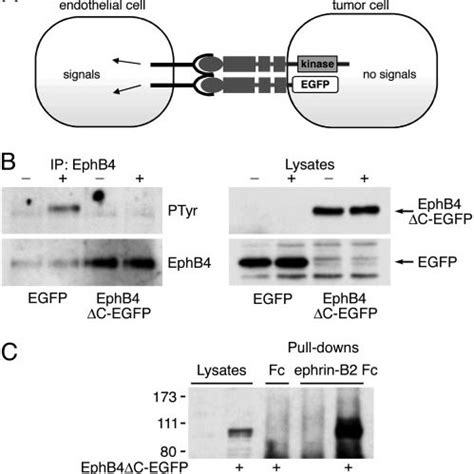 EphB4C EGFP Inhibits EphB4 Signaling And Promotes Ephrin B2 Signaling