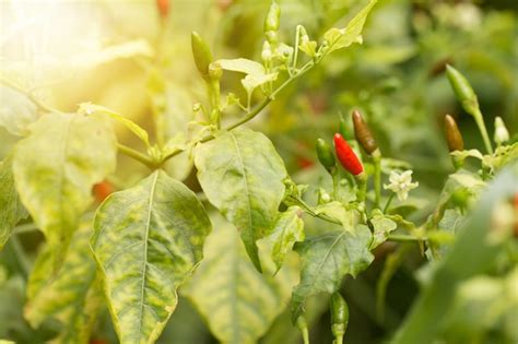 Premium Photo Ripe Hot Chili Peppers On A Plant