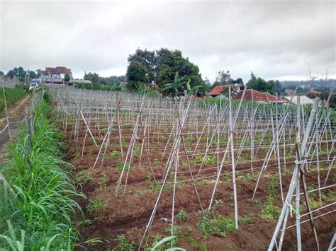 M Tanah Kebun View Bagus Bonus Villa Pakuhaji Bandung Barat