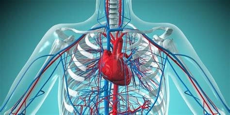 CARDIOVASCULAR SYSTEM STRUCTURES & FUNCTIONS - PT Skills