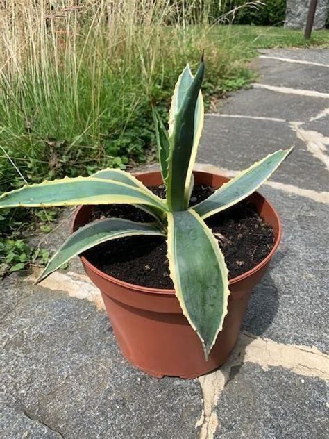 Agave Americana Sehr Sch Ne Kaufen Auf Ricardo