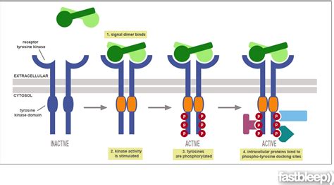 Enzyme Linked Receptors Membrane Receptorsmembrane Receptors