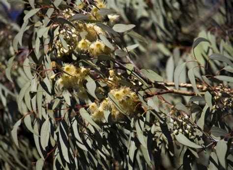 Eucalyptus Melliodora Yellow Box Gum 8 Pot Hello Hello Plants