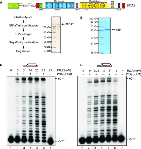 Palb2 And Brca2 Stimulate D Loop Extension By Polh A And B Sds Page