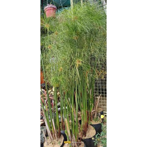 Cyperus Papyrus Fireworks Good For Landscaping Shopee Philippines