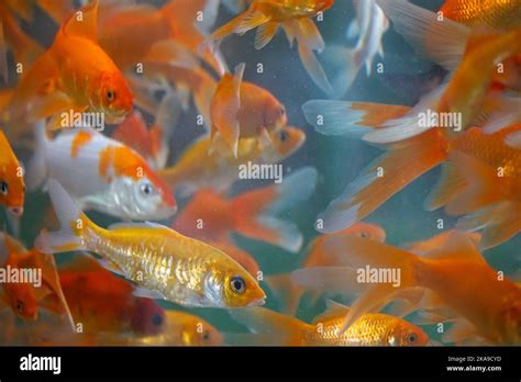 fish   aquarium stock photo alamy