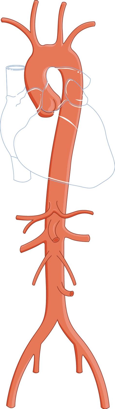 Arteria aorta partes ubicación anatomia función importancia