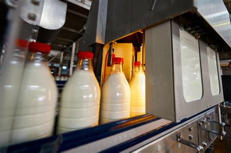 Bottling of Pasteurized Milk by Equipment of Production Line Stock ...