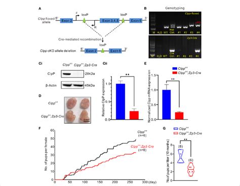 Clpp Deletion Reduced Fertility Efficiency Along With Aging A Design Download Scientific