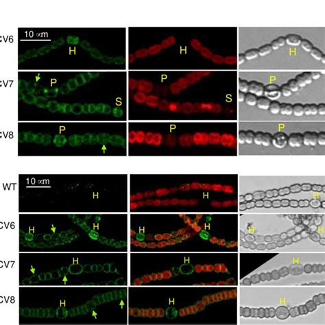 Van Fl Staining Of Anabaena Mred Mutant Strain Cscv2 See The Legend In