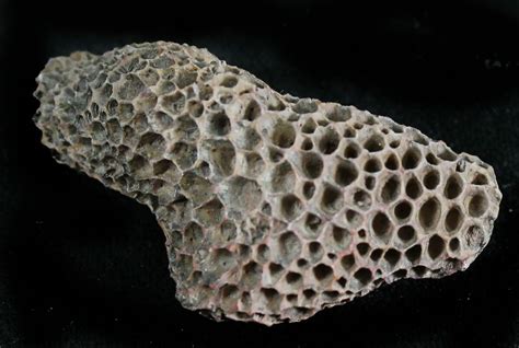 Fossil Tabulate Coral (Thamnopora) - Morocco (#28543) For Sale ...