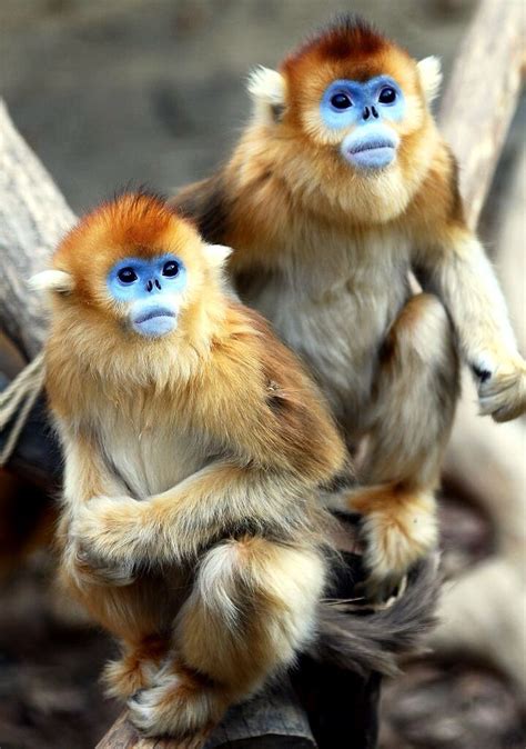 In The Wild Golden Snub Nosed Monkeys Spend 97 Of Their Time In The