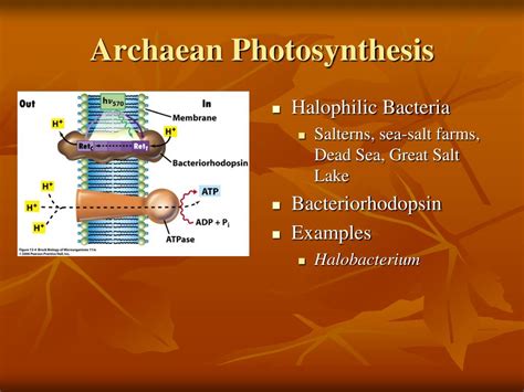 PPT Photosynthesis In Microorganisms PowerPoint Presentation Free