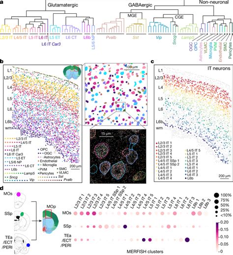 In Situ Cell Type Identification Spatial Mapping And Projection