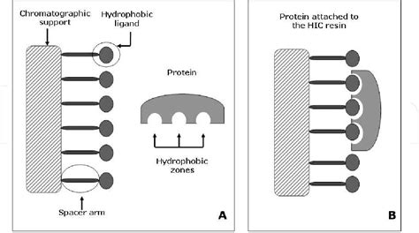 [pdf] Hydrophobic Interaction Chromatography Fundamentals And Applications In Biomedical