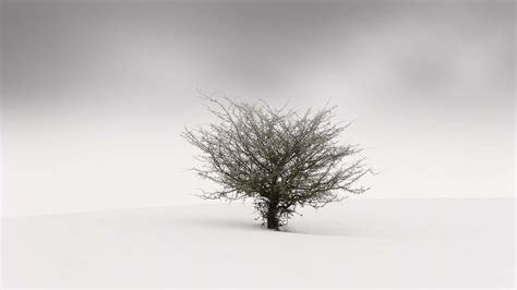 Download Simple Winter Lone Tree Snow Wallpaper