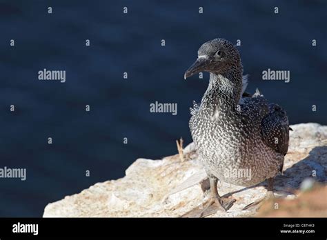 Juvenile Northern Gannet Morus Bassanus Hi Res Stock Photography And