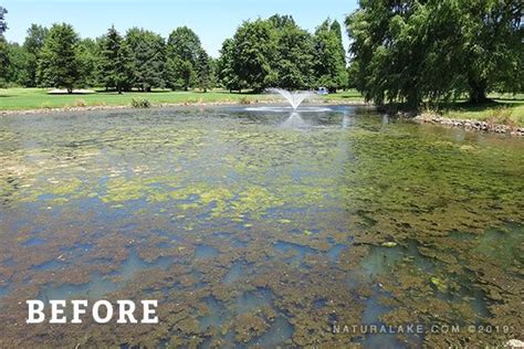 Golf Course Pond Management Naturalake Biosciences