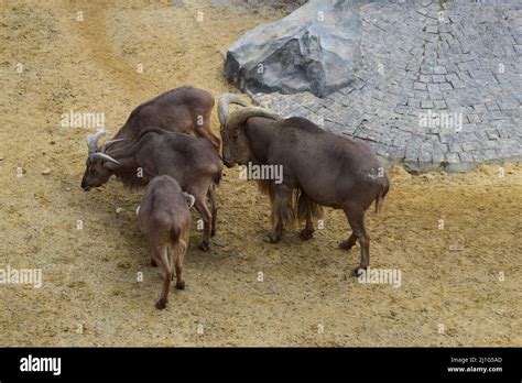 Mountain Goats in zoo. A group of mountain goats (Oreamnos americanus) in the zoo enclosure ...