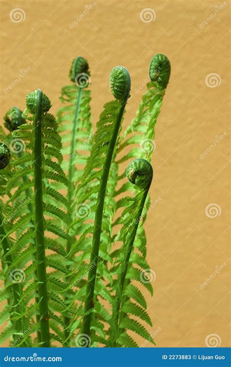 Fiddlehead Fern Stock Photos - Image: 2273883