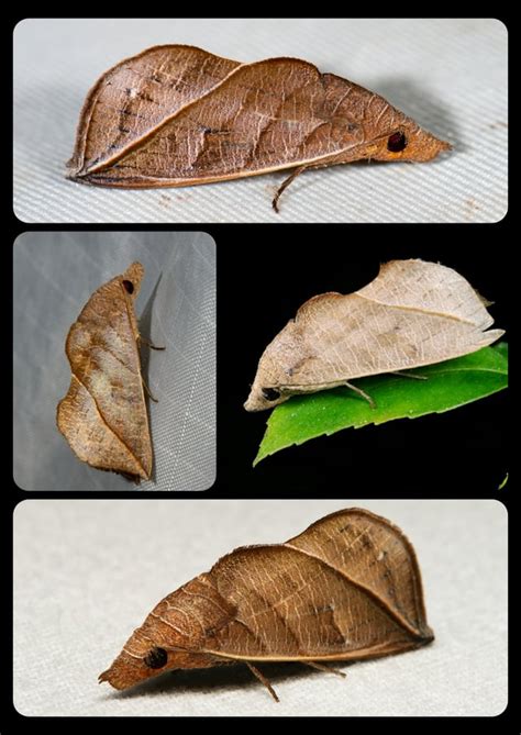 Vampire Moths Genus Calyptra The Vampire Moth Has A Specialized