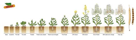 Canola Plant Stages