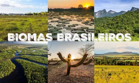 Biomas brasileiros mapa dos biomas tipos e características