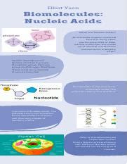 Understanding Nucleic Acids Key To Life S Blueprint Course Hero