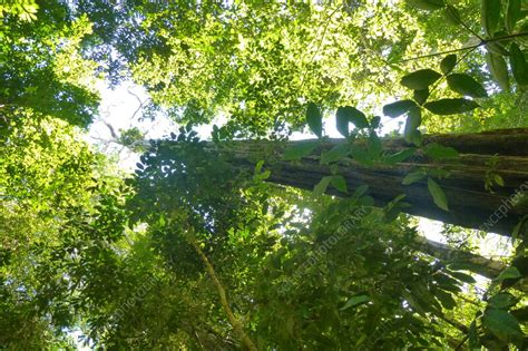 Amazon rainforest, Brazil - Stock Image - C058/0314 - Science Photo Library