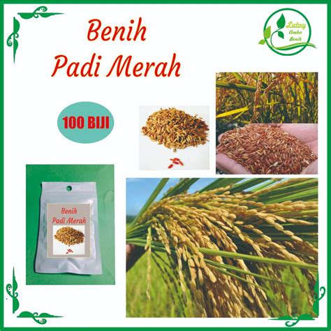 Jual Benih Padi Merah Isi 100 Biji Shopee Indonesia