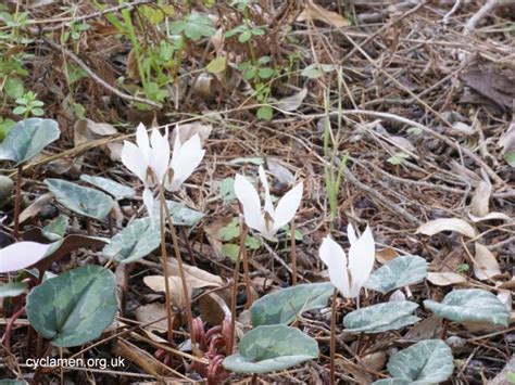 Cyclamen Cilicium Cyclamen Society