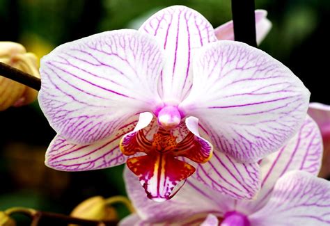 Tapeta Na Pulpit Komputera Kwiaty Orchidea Ma Orchidea Pobierz Top