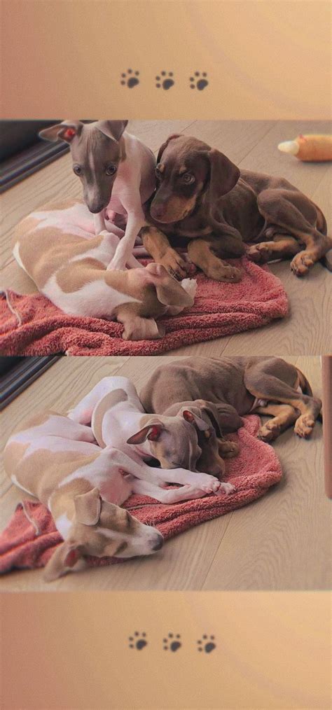 Two Adorable Puppies On A Pink Towel