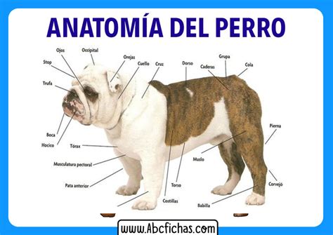 Anatomía Interna de un Perro Partes de un Perro