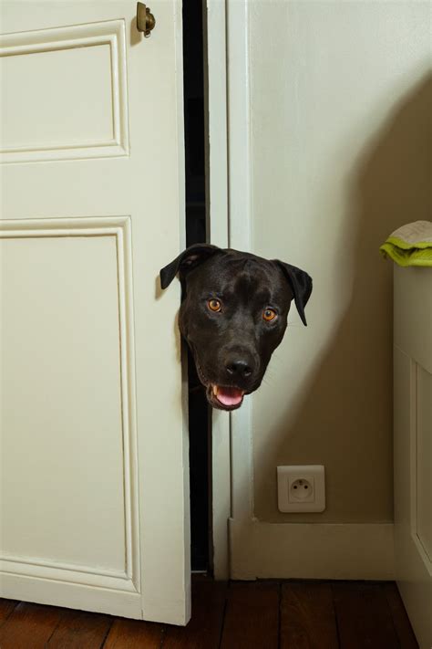 Can A Dog Open Doors Be Prepared