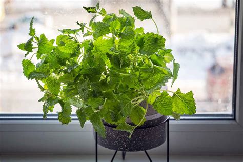 Tips For Growing Lemon Balm Indoors Gardeners Path