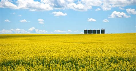 Canola_field – Manitoba Canola Growers