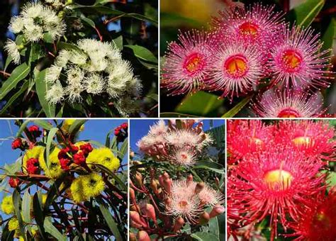 Types Of Eucalyptus Trees Leaves Flowers Bark Pictures