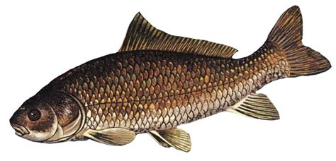 Buffalo Fish Ictiobus Cyprinellus The Ultimate Guide Fish Laboratory